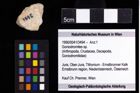 Foto (Objekt + Etiketten) von Goniodromites sp. 